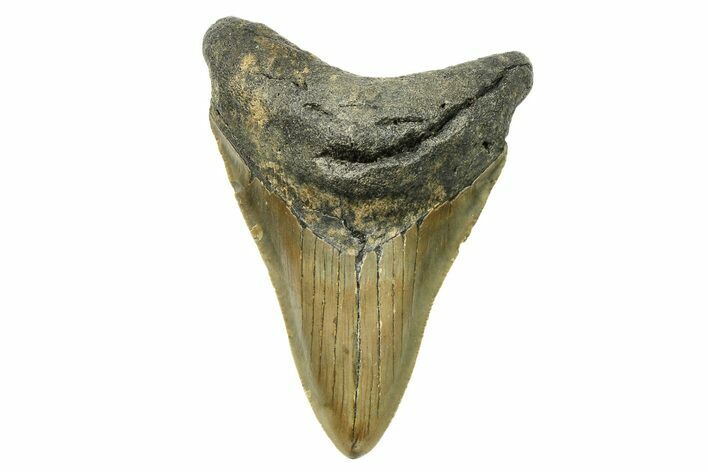 Serrated, Fossil Megalodon Tooth - North Carolina #294476